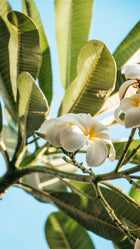 Huile pailletée parfumée